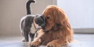 Samenleven van hond en kat: ontdek de geheimen van perfecte huiselijke harmonie